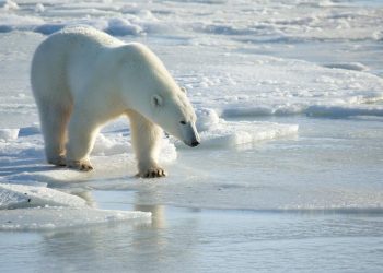 La supervivencia de los osos polares es cada vez más difícil debido al prolongado deshielo en el el Ártico causado por el cambio climático.