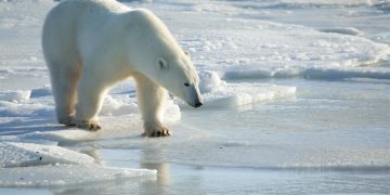 La supervivencia de los osos polares es cada vez más difícil debido al prolongado deshielo en el el Ártico causado por el cambio climático.