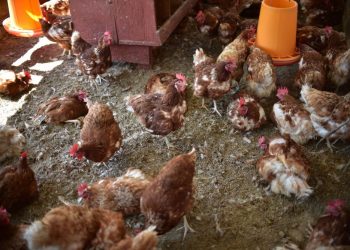 En Guatemala, el MAGA lleva a cabo acciones para prevenir la gripe aviar.