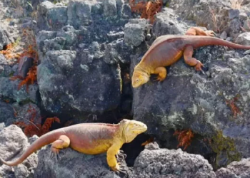 Población animal de islas Galápagos es única en el mundo. / Foto: Archivo.