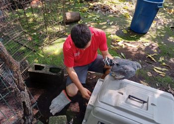 Animales rescatados en “El Infiernito” se encuentran bajo el cuidado del Conap