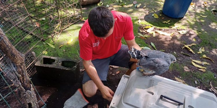 Animales rescatados en “El Infiernito” se encuentran bajo el cuidado del Conap