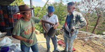 Riego por goteo beneficiará producción de ejote francés