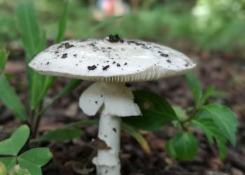 Incremento de lluvias contribuye a la proliferación de hongos silvestres. /Foto: MSPAS.