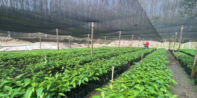 MAGA impulsa la recuperación forestal en Petén con producción de 450 mil plantas