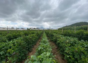 Frente al panorama de intensas lluvias, el MAGA ha emitido una serie de recomendaciones para los agricultores y ganaderos. / Foto: MAGA.