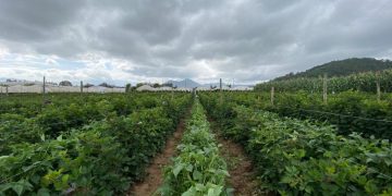 Frente al panorama de intensas lluvias, el MAGA ha emitido una serie de recomendaciones para los agricultores y ganaderos. / Foto: MAGA.
