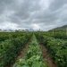 Frente al panorama de intensas lluvias, el MAGA ha emitido una serie de recomendaciones para los agricultores y ganaderos. / Foto: MAGA.