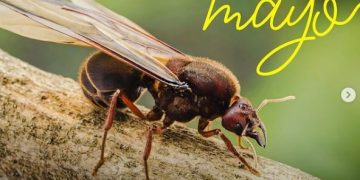 Zompopos de mayo // Foto: MARN.