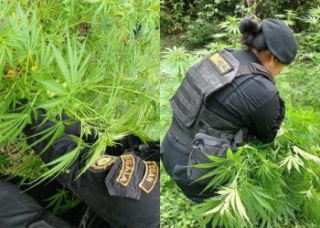 Erradicación de matas de marihuana. / Foto: Ministerio de Gobernación.