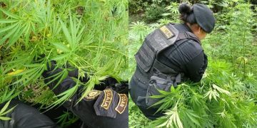 Erradicación de matas de marihuana. / Foto: Ministerio de Gobernación.