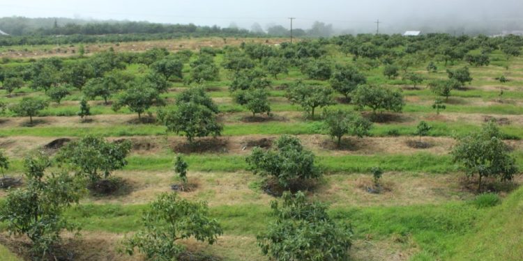 El MAGA fomenta el cultivo y producción de aguacate con programas de apoyo, capacitación y asesoría técnica.