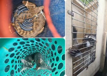 La fauna secreta de “El Infiernito”: ¿Cómo llegaron ahí los animales?