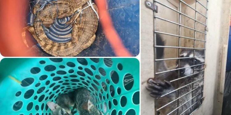 La fauna secreta de “El Infiernito”: ¿Cómo llegaron ahí los animales?