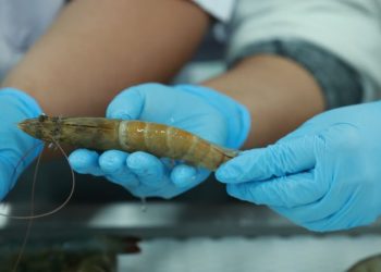 Visita de delegación de Brasil impulsa exportación de camarón guatemalteco