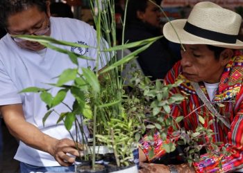 Promueven la medicina ancestral y reconocen trabajo de las abuelas comadronas de Sololá