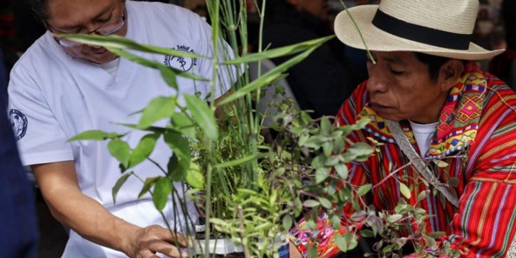 Promueven la medicina ancestral y reconocen trabajo de las abuelas comadronas de Sololá