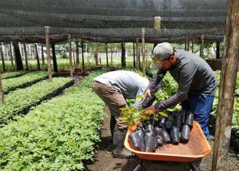Las plántulas forestales contribuirán a restaurar Petén. / Foto: MAGA.