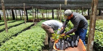 Las plántulas forestales contribuirán a restaurar Petén. / Foto: MAGA.