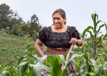 Mides entregará el bono único rural a 100 mil familias. / Foto: Sesan.