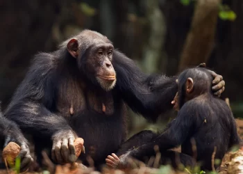Chimpancés gesticulan para comunicarse como los humanos. / Foto: WIRED.