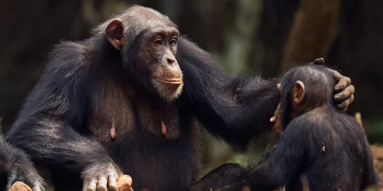 Chimpancés gesticulan para comunicarse como los humanos. / Foto: WIRED.