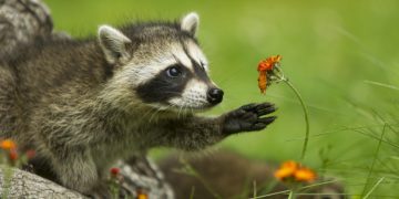 Contagio de gripe aviar incluye ahora a mamíferos como mapaches. / Foto: National Geographic en Español.