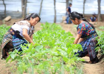 Uno de los aspectos más importantes de la Feria del Agricultor es el apoyo directo a los pequeños productores. / Foto: MAGA.