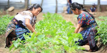 Uno de los aspectos más importantes de la Feria del Agricultor es el apoyo directo a los pequeños productores. / Foto: MAGA.