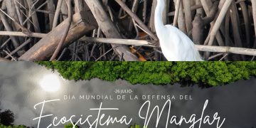 Hoy se conmemora el Día Internacional de la Conservación de Manglares
