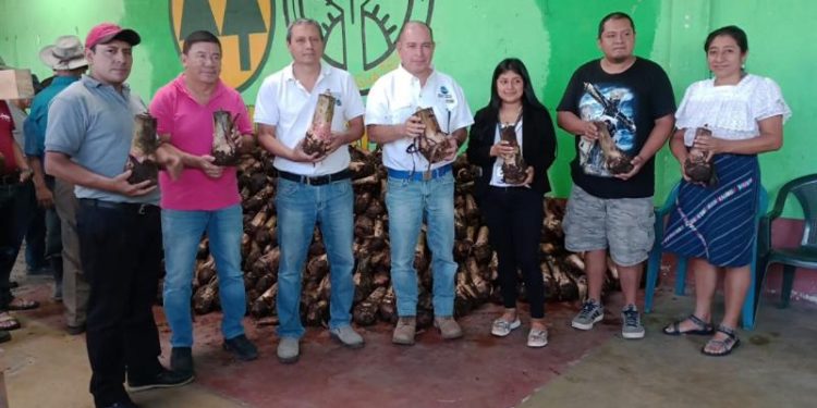 Diversificación de cultivos se aplica en Palín, Escuintla, y otras regiones del país. / Foto: MAGA.