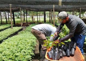 El plan agroforestal forma parte del desarrollo de Petén. / Foto: MAGA.