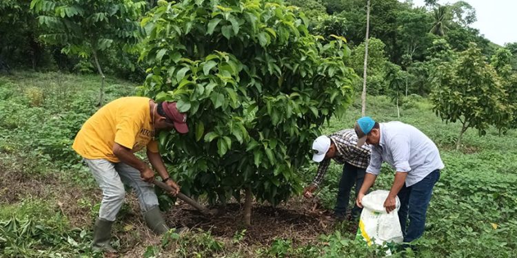 En Petén promueven cultivo de aguacate variedad Booth 8./ Foto: MAGA.