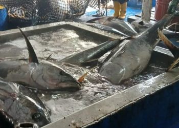 España aboga por el control de la pesca ilegal en los océanos. / Foto: Archivo.