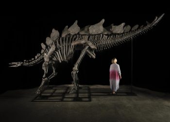 Esqueleto del estegosaurio Apex, el más caro de la historia. / Foto: EFE.