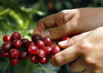 Financiamiento a producción cafetalera guatemalteca- AGN