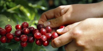 Financiamiento a producción cafetalera guatemalteca- AGN