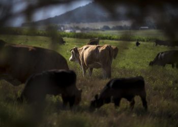 Autoridades de Agricultura de Guatemala y México implementan medidas para evitar el ingreso del gusano barrenador del ganado.