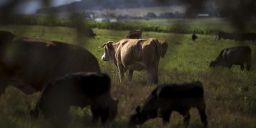 Autoridades de Agricultura de Guatemala y México implementan medidas para evitar el ingreso del gusano barrenador del ganado.