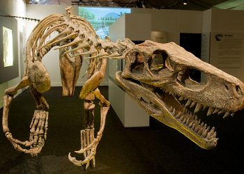 Herrerosaurus, antepasado de los dinosaurios. / Foto: Wikipedia