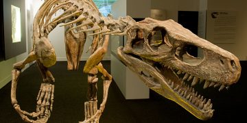 Herrerosaurus, antepasado de los dinosaurios. / Foto: Wikipedia