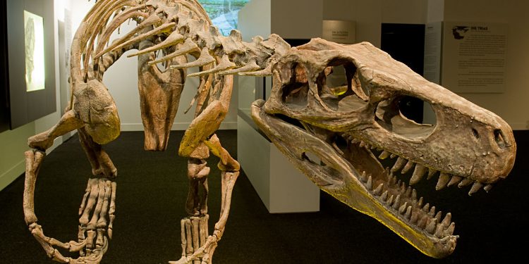 Herrerosaurus, antepasado de los dinosaurios. / Foto: Wikipedia
