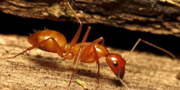 Hormiga carpintera de Florida. / Foto: Picture Insect.