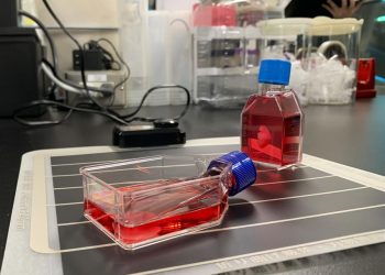 El profesor Yoshiki Sawa, quien mostró las células en frascos, cree que los parches podrían estar en el mercado en tres años.