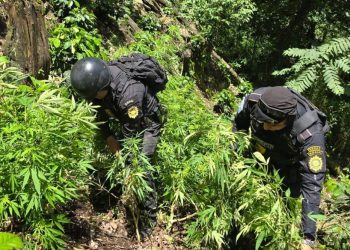 SGAIA erradica casi 10 mil matas de marihuana en Jalapa