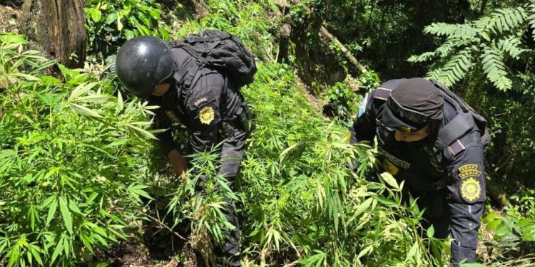 SGAIA erradica casi 10 mil matas de marihuana en Jalapa