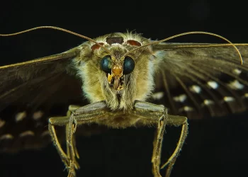 Mariposa de la polilla, / Foto: ABC.