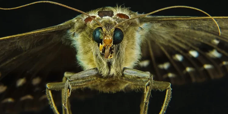 Mariposa de la polilla, / Foto: ABC.