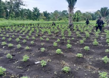 PNC localiza y destruye vivero con 250 mil matas de marihuana en La Libertad, Petén