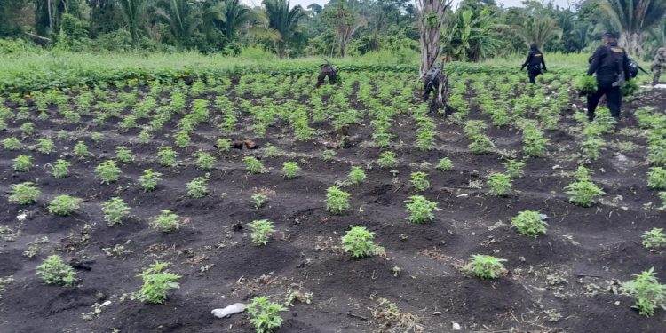 PNC localiza y destruye vivero con 250 mil matas de marihuana en La Libertad, Petén
